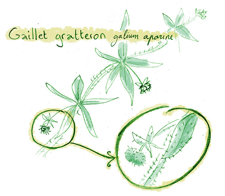 illustration gaillet gratteron par yakabee